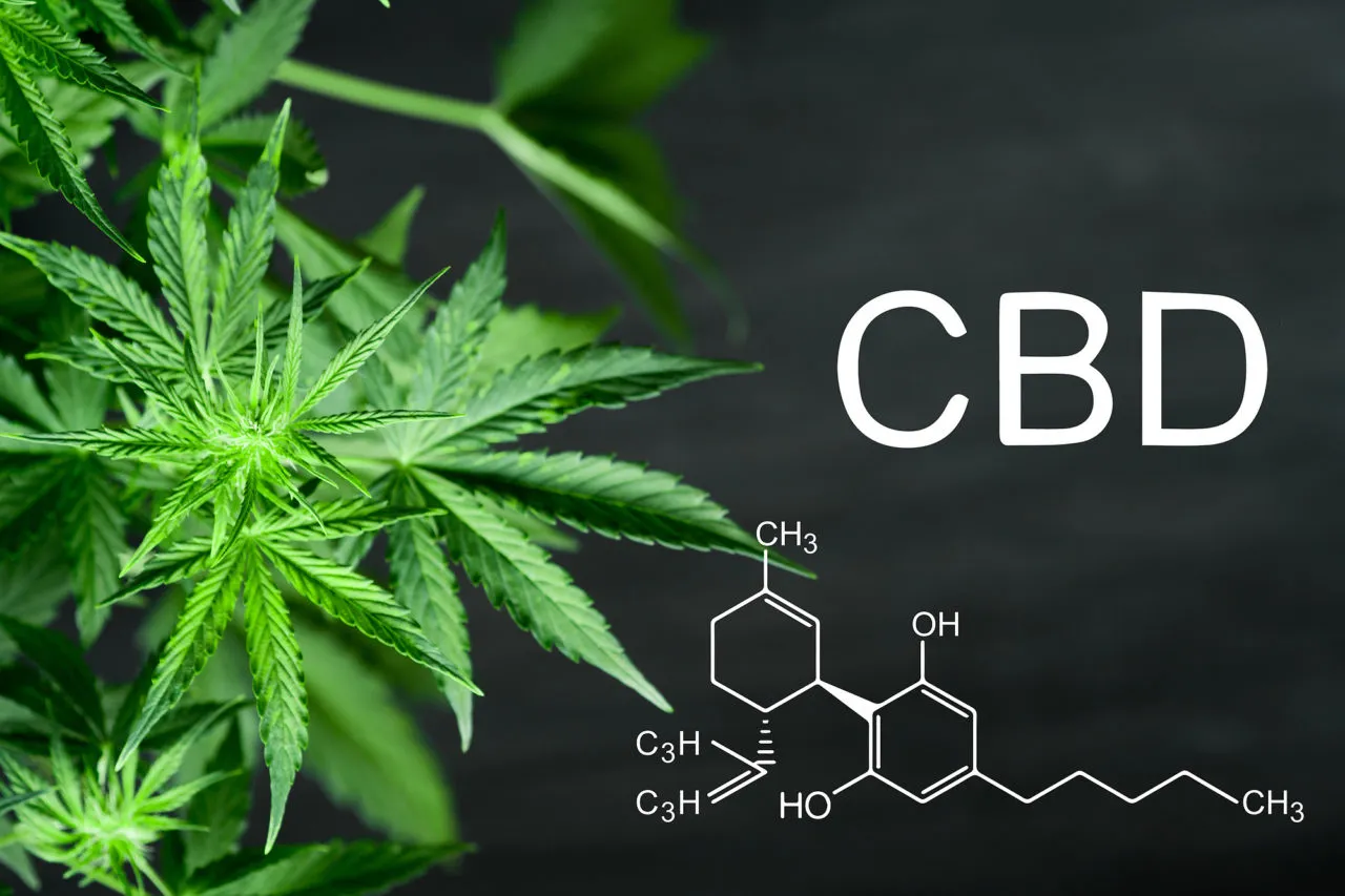 CBN chemical formula Beautiful background of green cannabis flowers A place for copy space