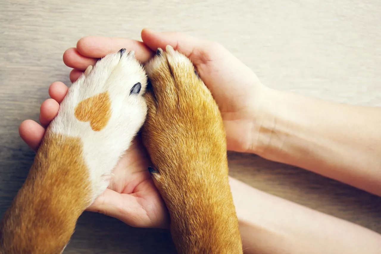 Dog paws with a spot in the form of heart and human hand close up
